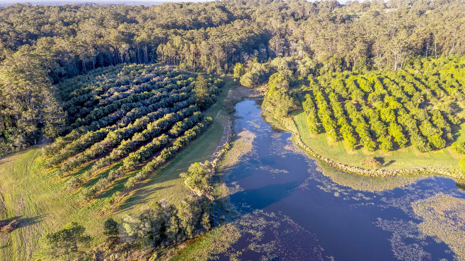 Aerial of the spring-fed lake and the macadamia orchard at La Boscosa Estate