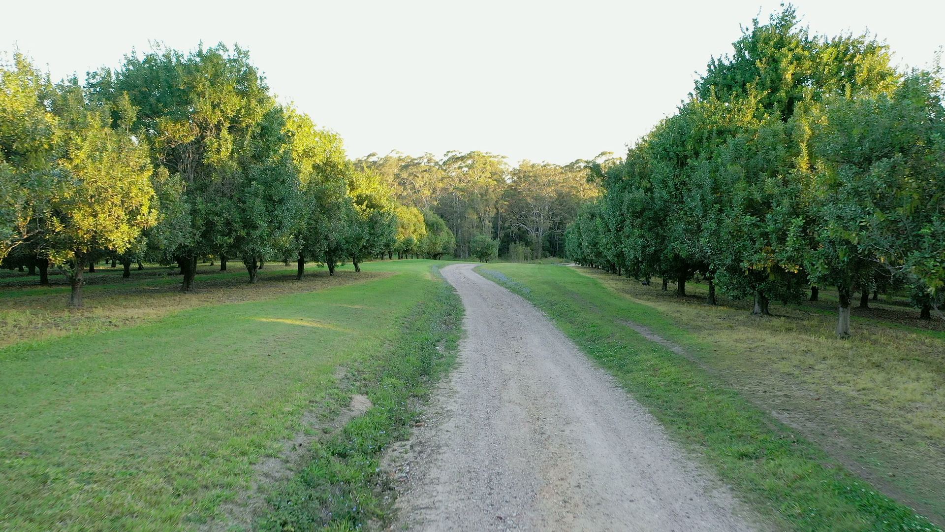 Aerial view along a gravel drive between rows of macadamia trees in low golden light