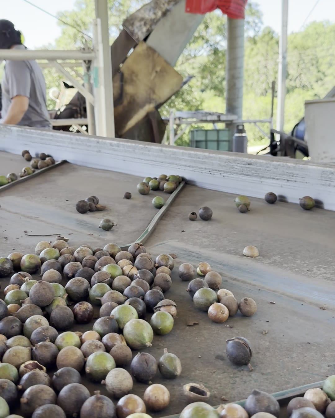 Macadamia nuts moving along a harvester conveyor