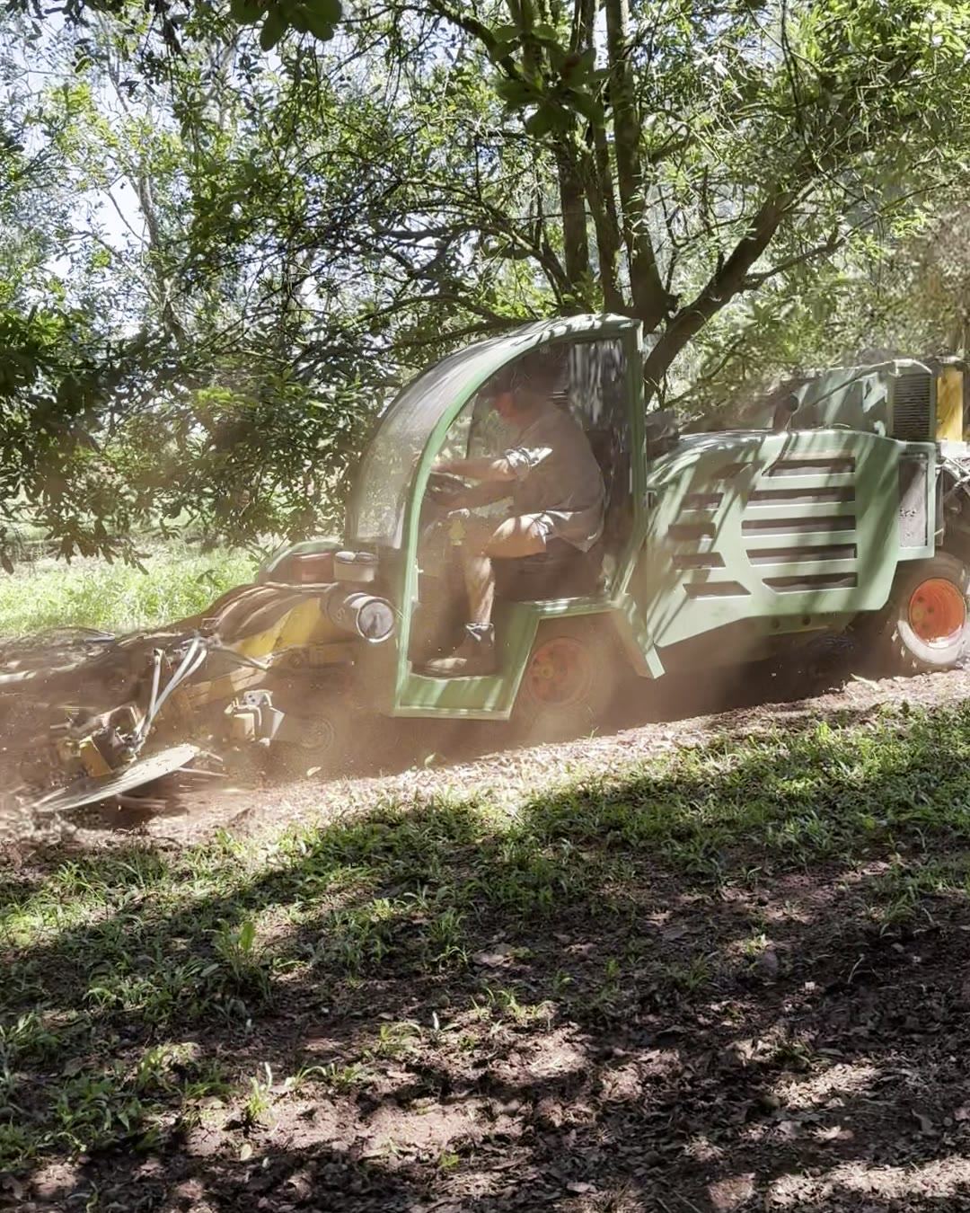 A harvesting machine working between rows of macadamia trees