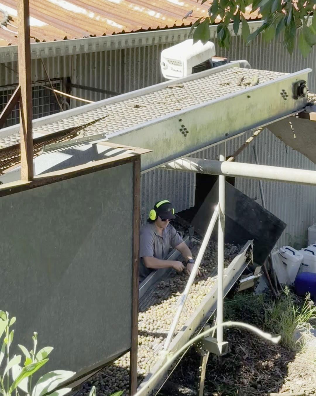 A farm worker in ear defenders sorting macadamia nuts on a conveyor in a shed