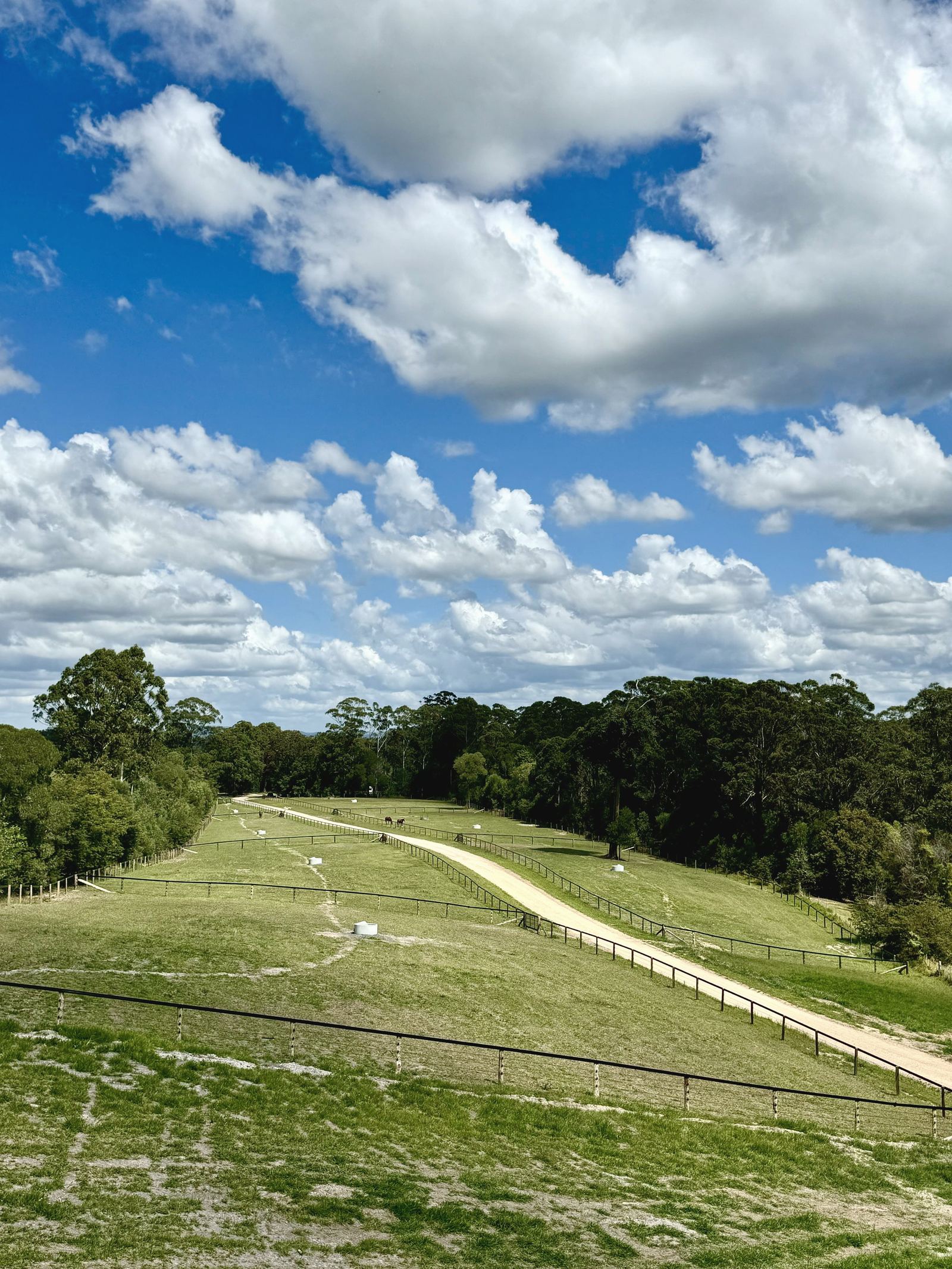 Fenced green horse paddocks rising to a treeline under cloud