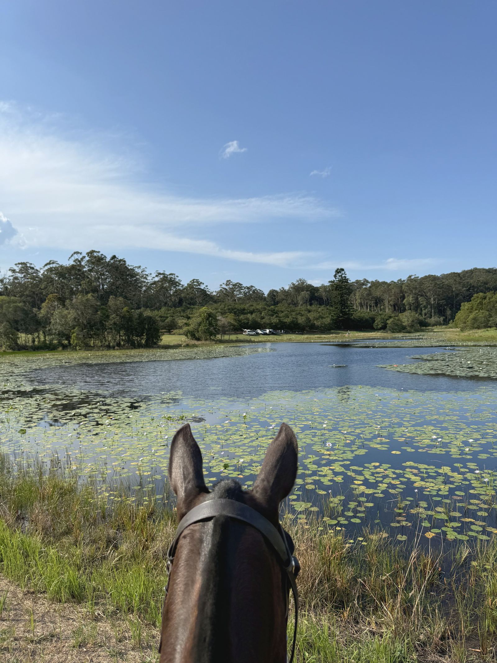 View of a lake framed between a horse's ears from the saddle