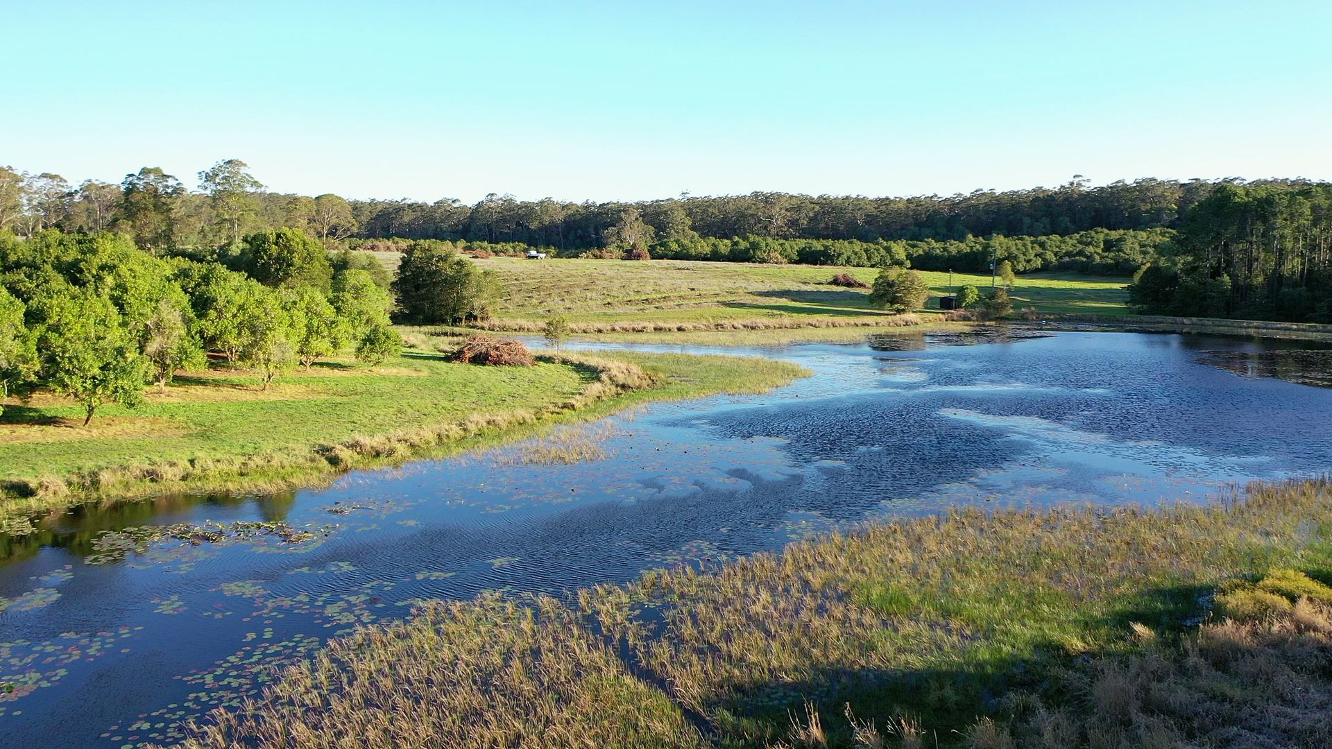 Low aerial view over water lilies at the shallow edge of a lake