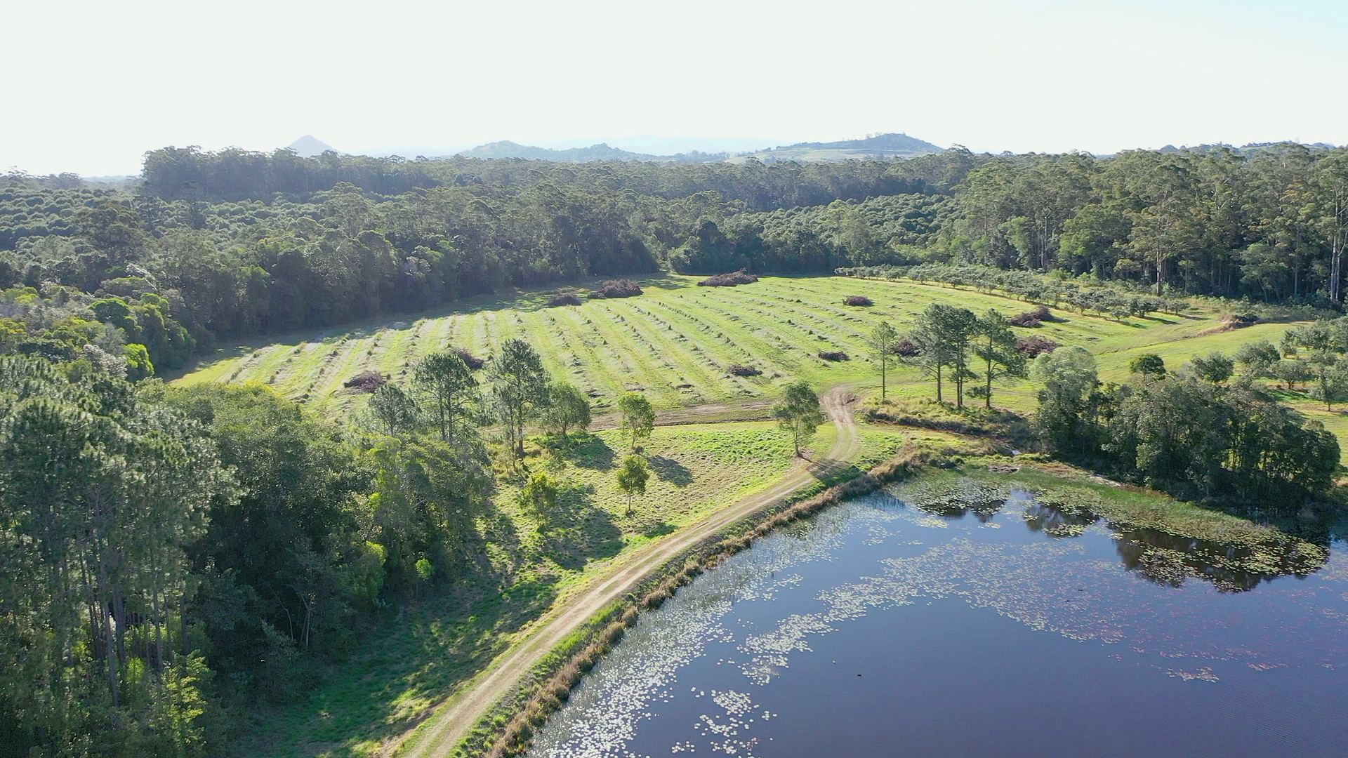 Aerial view of a curving lake shoreline with orchard rows beyond