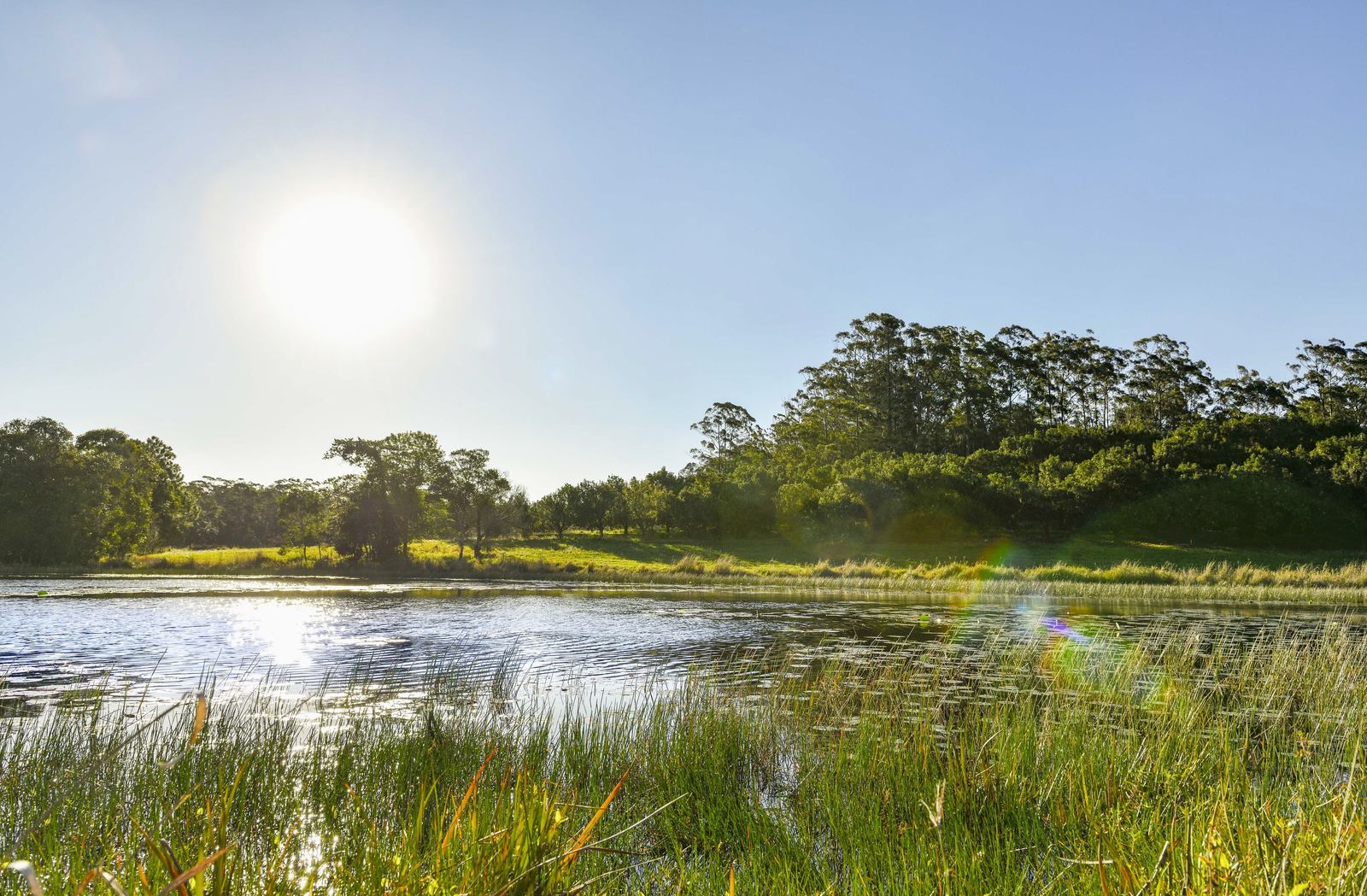 Low sun over a lake fringed with reeds and long grass