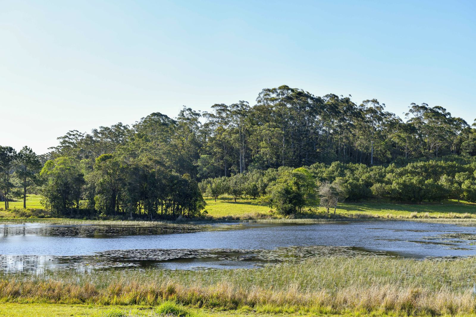 The spring-fed lake at La Boscosa Estate looking toward the ceremony shoreline