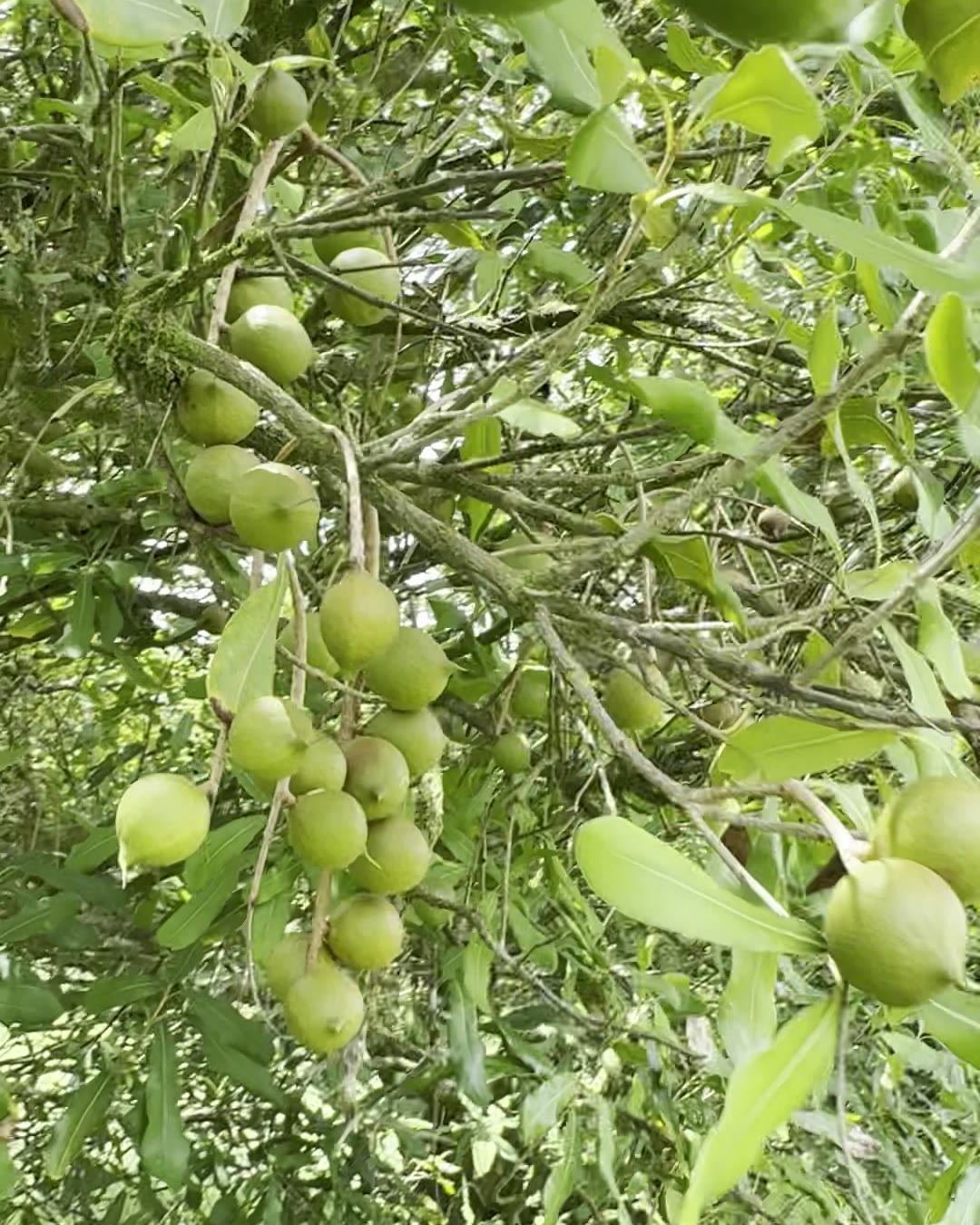 Close view of a cluster of green macadamia nuts on the branch