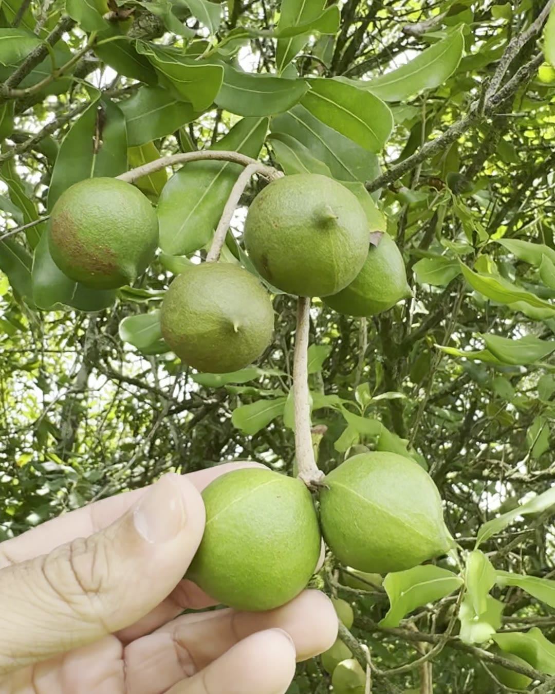 A handful of freshly harvested macadamia nuts