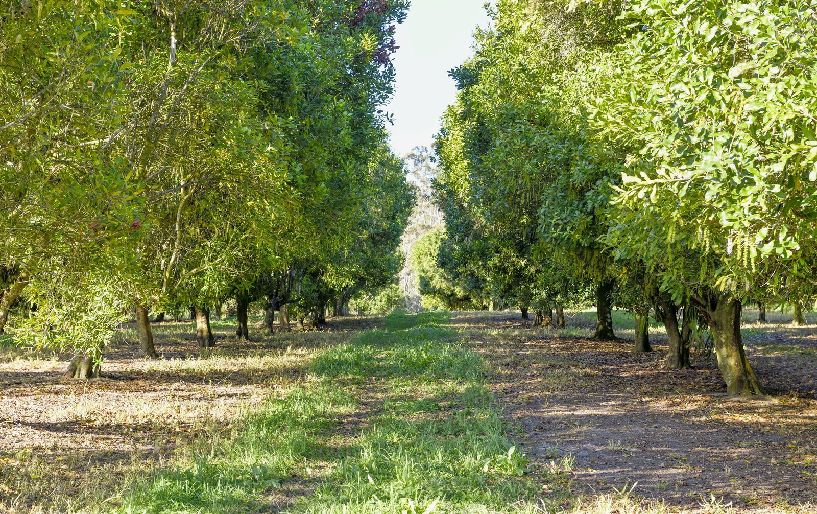 Mature macadamia trees either side of a grassed orchard row
