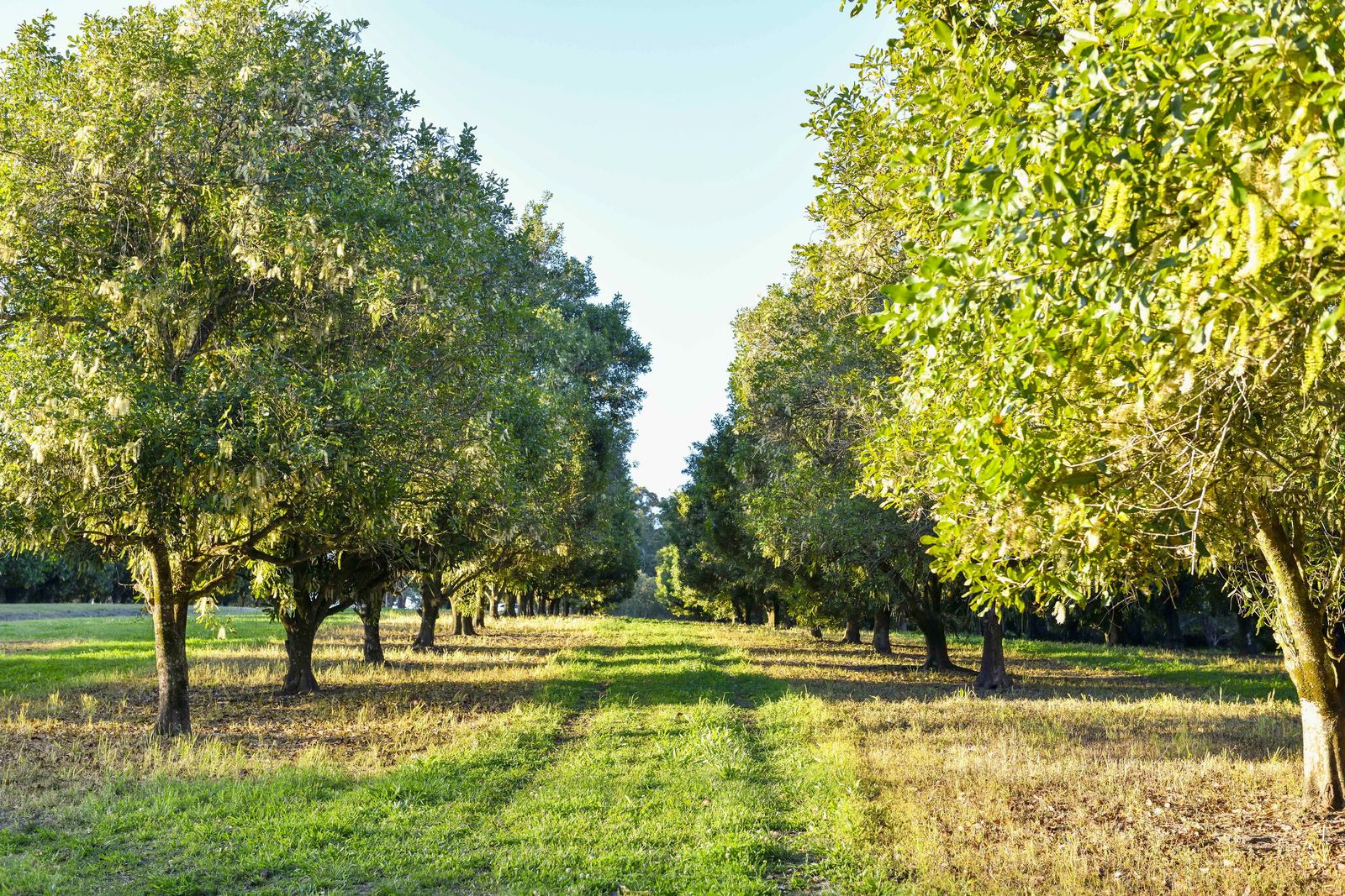 A row of macadamia trees running away between mown grass at La Boscosa Estate