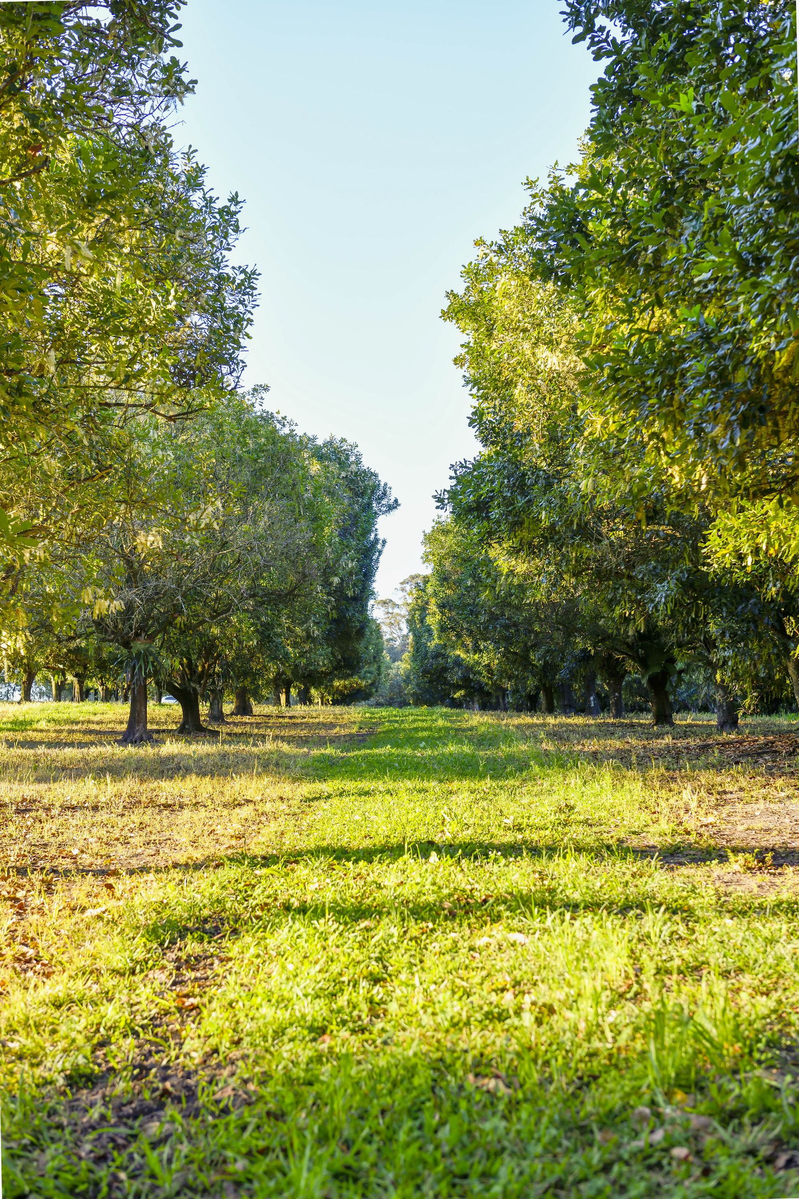 Looking up a macadamia row with the canopy closing overhead