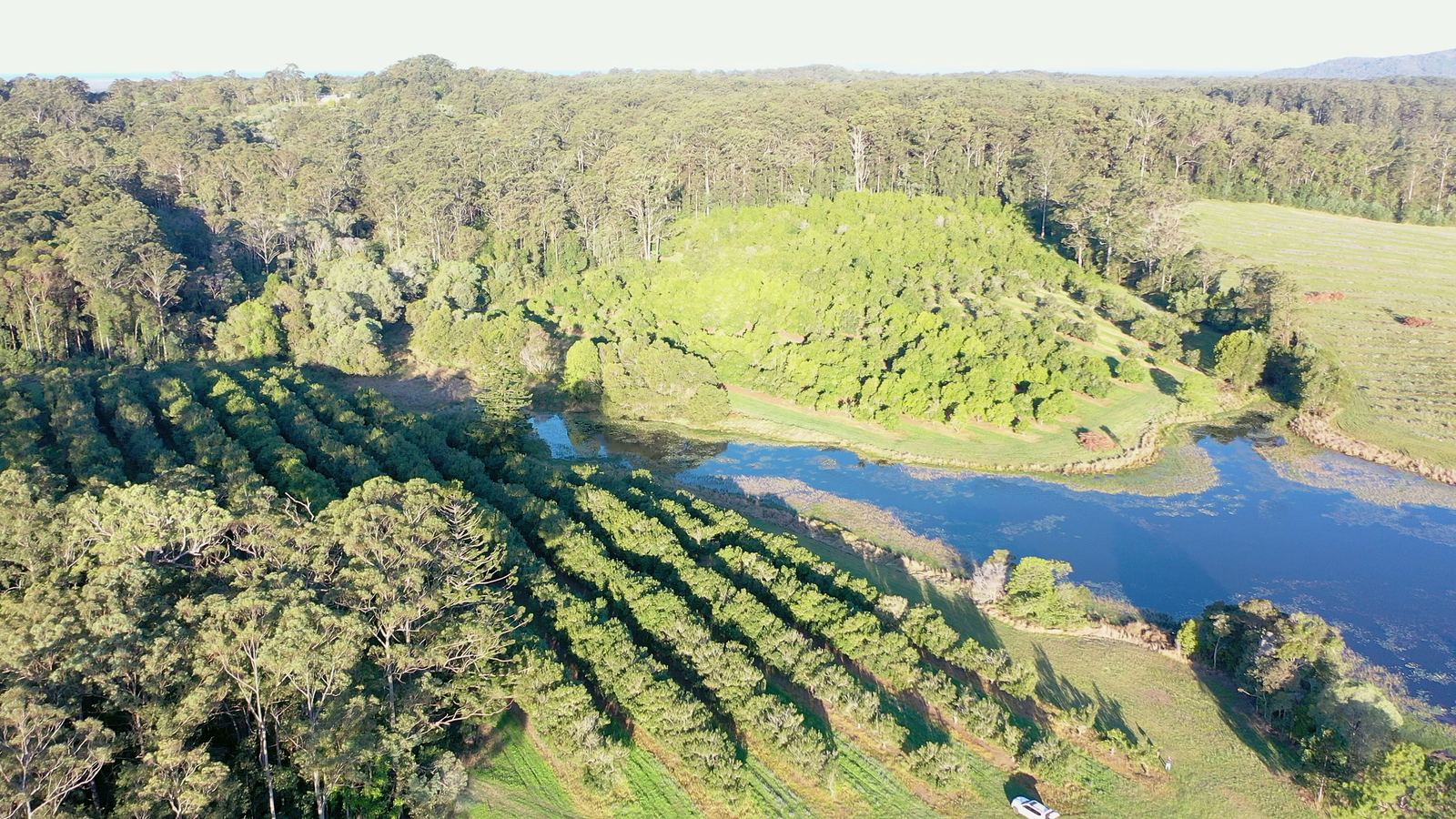 Aerial view of macadamia rows curving down to the spring-fed lake at La Boscosa Estate — play button frame for the property film