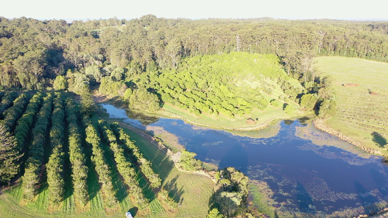 Aerial view of macadamia rows running down a slope toward a lake