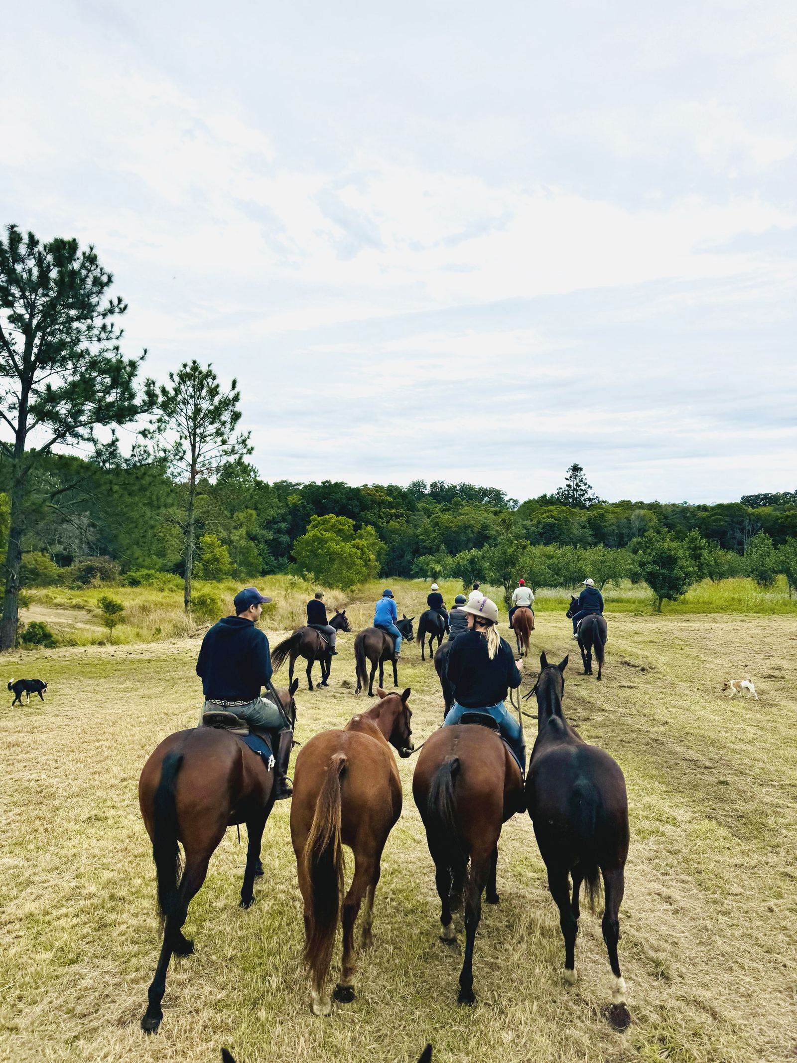 A group of horse riders crossing open pasture toward a treeline